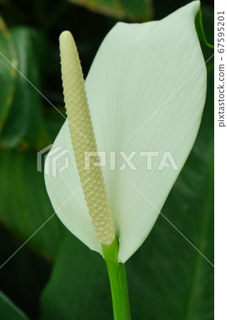 Spatifilm flowers grow long 67595201