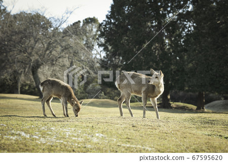 Deer in Nara Park winter morning 67595620