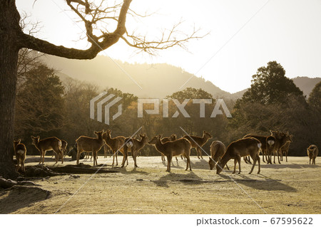 Deer in Nara Park Winter Asahi 67595622