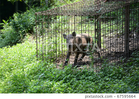 Wild boar captured 67595664