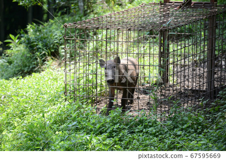 Wild boar captured 67595669