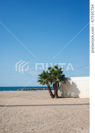 palm tree on the beach in Valras  67595784
