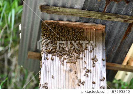 Bees and nest boxes 67595840