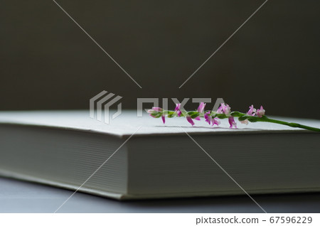 白色的封面書與花 67596229