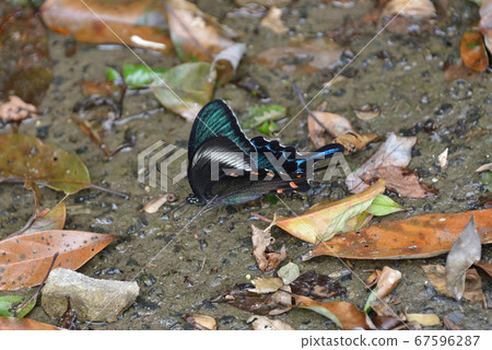 Miyama Crow Swallowtail and Summer Miyama Crow Swallowtail and Summer 67596287