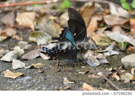 Miyama Crow Swallowtail and Summer Miyama Crow Swallowtail and Summer 67596288