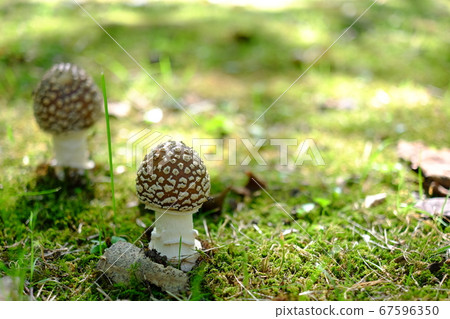 Fairy tale mushroom larva 67596350