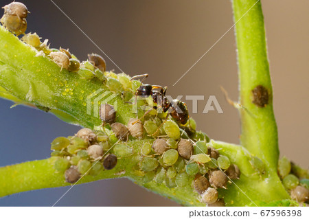 Colony of aphids and ants on garden plants 67596398