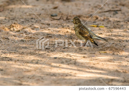 Common linnet (Carduelis cannabina) Common linnet (Carduelis cannabina) 67596443
