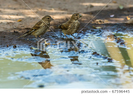 Common linnet (Carduelis cannabina) 67596445