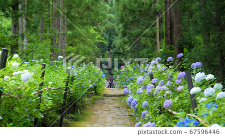 Hydrangea path Yamagata prefecture Hydrangea path Yamagata prefecture 67596446