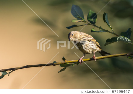 Common linnet (Carduelis cannabina) 67596447