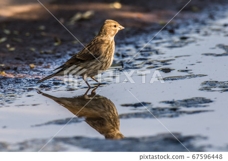 Common linnet (Carduelis cannabina) Common linnet (Carduelis cannabina) 67596448