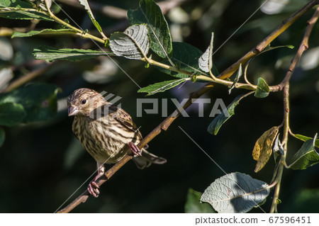 Common linnet (Carduelis cannabina) 67596451