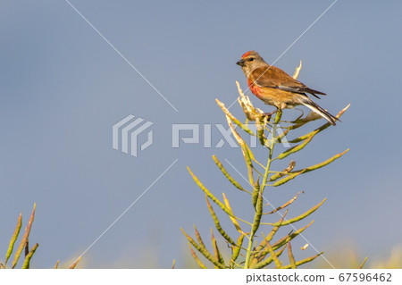 Common linnet (Carduelis cannabina) Common linnet (Carduelis cannabina) 67596462