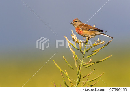 Common linnet (Carduelis cannabina) Common linnet (Carduelis cannabina) 67596463