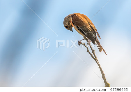 Common linnet (Carduelis cannabina) Common linnet (Carduelis cannabina) 67596465