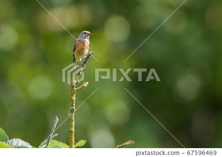 Common linnet (Carduelis cannabina) Common linnet (Carduelis cannabina) 67596469