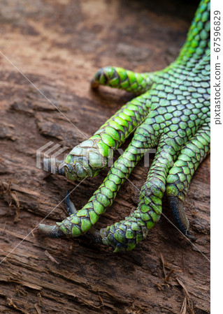 綠鬣蜥北札幌野生動物園 綠鬣蜥北札幌野生動物園 67596829