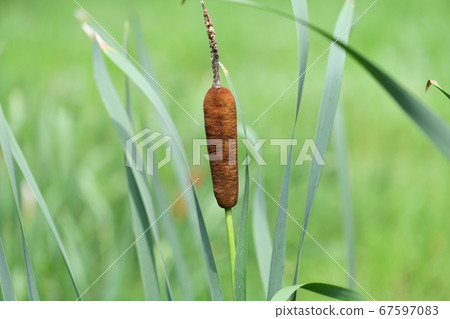 Akane no Ho Akane no Ho 67597083