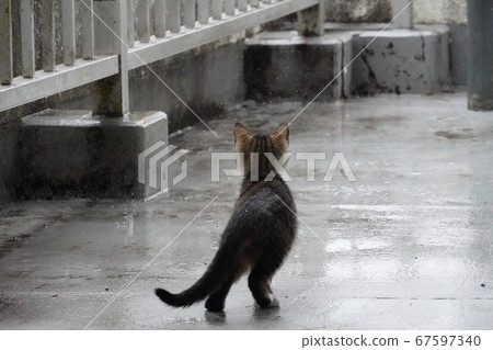 Stray cat kitten staring at raindrops 67597340