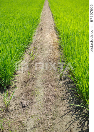 Rice fields in July Growing rice and shore c-1 Rice fields in July Growing rice and shore c-1 67597606