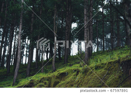 Trees and green forest entrances in the rainy 67597891