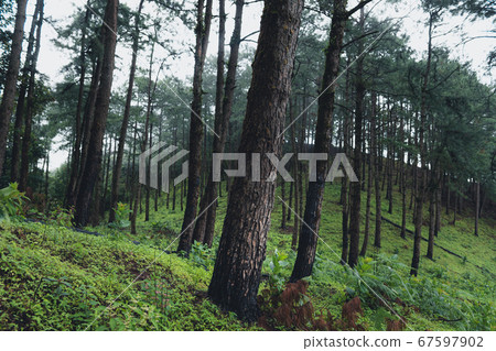 Trees and green forest entrances in the rainy Trees and green forest entrances in the rainy 67597902