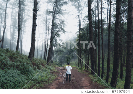 Trees and green forest entrances in the rainy Trees and green forest entrances in the rainy 67597904