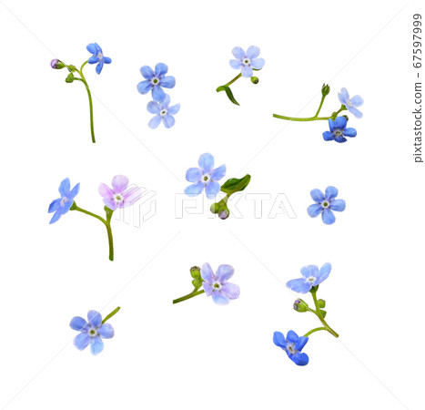 Set of blue forget-me-not flowers 67597999