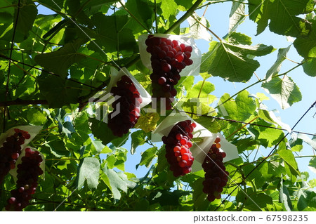 Grape Delaware 67598235