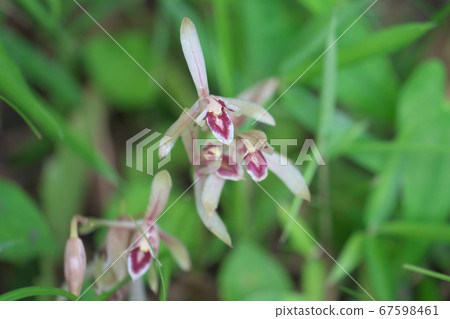 "Mayalan", a plant with no roots or leaves 67598461