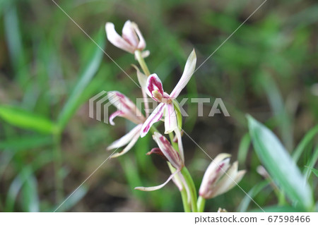 "Mayalan", a plant with no roots or leaves 67598466