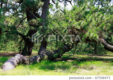 Pine tree Pine tree 67598471