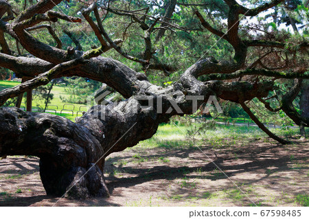 Pine tree Pine tree 67598485