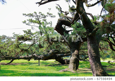 Pine tree Pine tree 67598494
