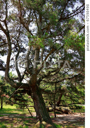 Pine tree 67598498