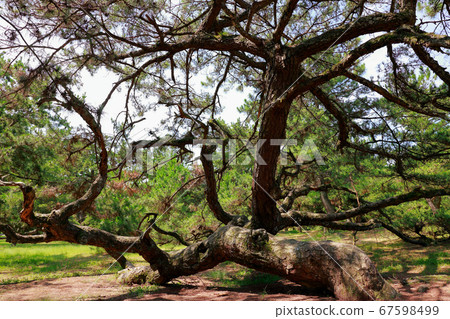 Pine tree 67598499