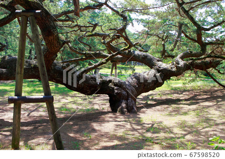 Pine tree 67598520