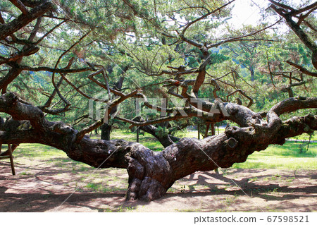 Pine tree 67598521