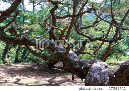 Pine tree 67598522