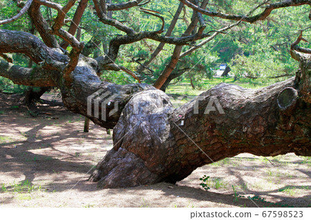 Pine tree 67598523