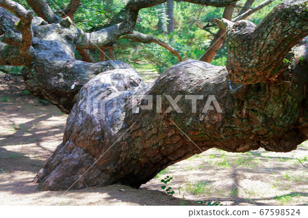 Pine tree 67598524