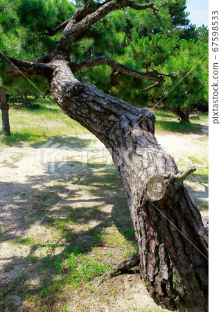 Pine tree 67598533