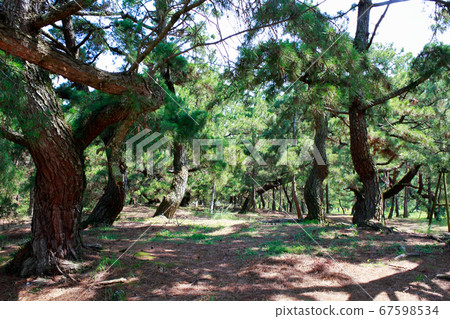Pine tree 67598534