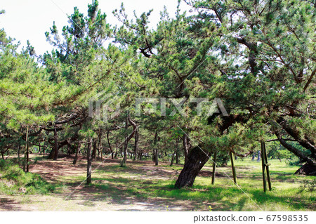 Pine tree 67598535
