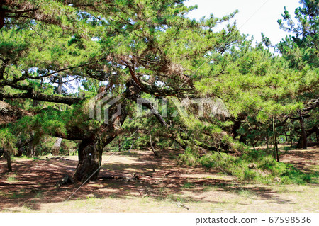 Pine tree 67598536