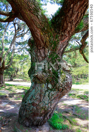 Pine tree 67598540