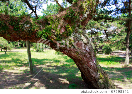 Pine tree Pine tree 67598541