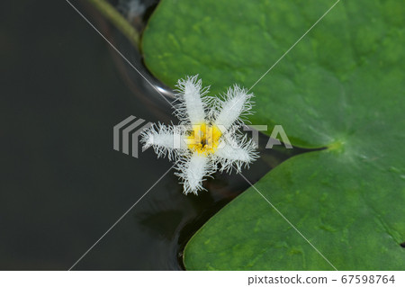 雜草“ Gagabuta”的白花的頭頂照片 67598764